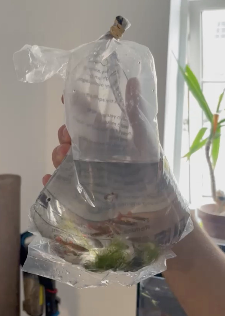 Hand holding a clear plastic bag filled with water containing small fish and aquatic plants, indoors near a bright window.